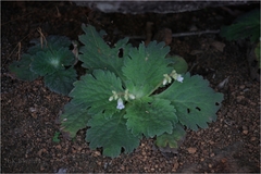 Didymocarpus innominatus